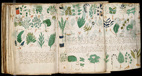 800px-Voynich_Manuscript_178
